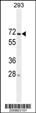 MIPEP Antibody