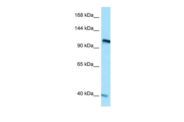 RET antibody - C-terminal region