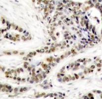 CREB (phospho Ser129) Antibody