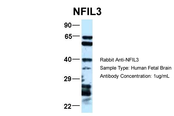 NFIL3 antibody