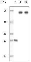ZAP70 Antibody