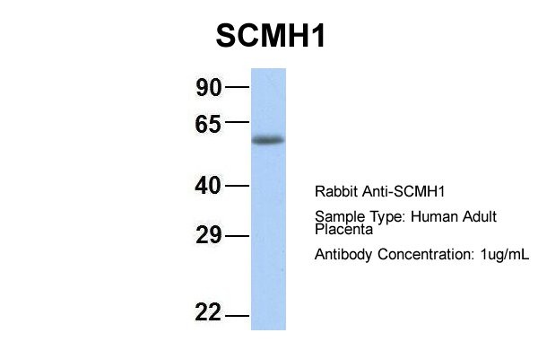 SCMH1 antibody