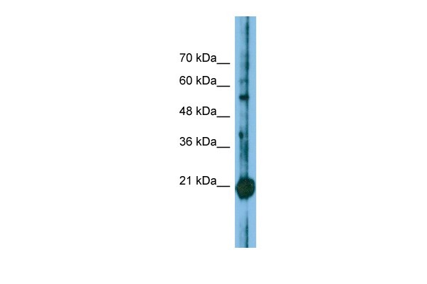CBFB Antibody