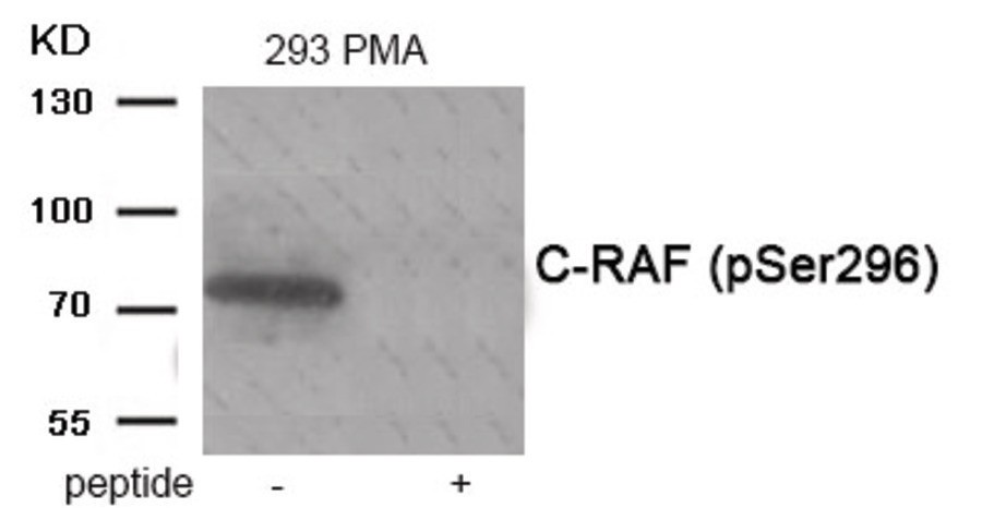 C-RAF (phospho Ser296) Antibody