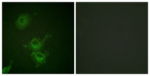 EGFR (Phospho-Thr693) antibody