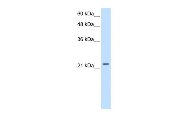 PMF1 antibody