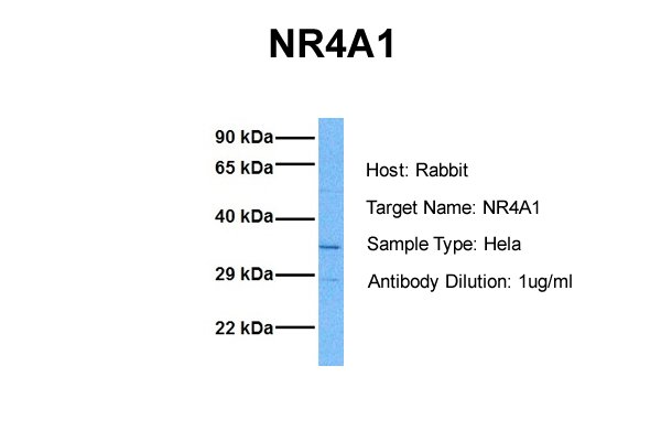 IRF3 antibody - C-terminal region