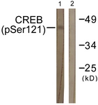 CREB (Phospho-Ser121) antibody