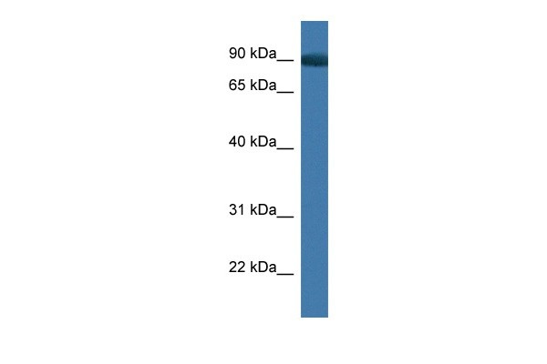App antibody - C-terminal region