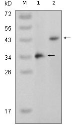 MAPK11 Antibody