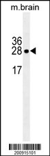 LXN antibody( Ascites)