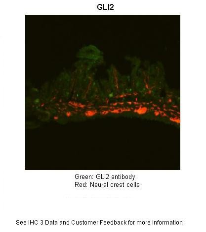 GLI2 antibody - N-terminal region