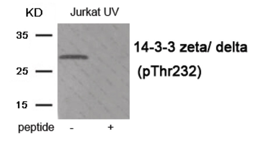 14-3-3 zeta/ delta (phospho Thr232) Antibody