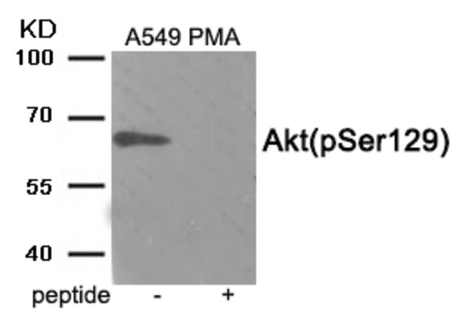 Akt (phospho Ser129) Antibody