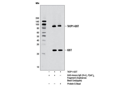Anti-mouse IgG (H+L), F(ab') 2 Fragment (Sepharose ® Bead Conjugate)