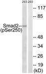 Smad2 (Phospho-Ser250) antibody