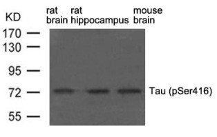 Tau (phospho Ser416) Antibody