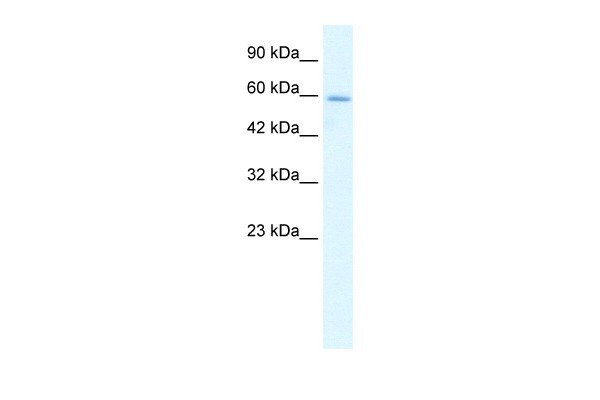 HCLS1 antibody - N-terminal region