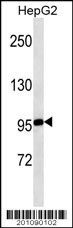 MASTL Antibody (ascites)