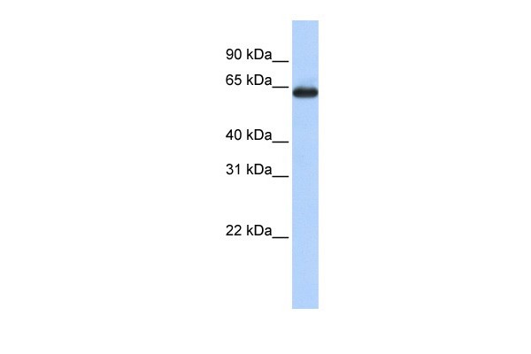 SLC34A3 antibody