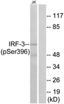 IRF-3 (Phospho-Ser396) antibody