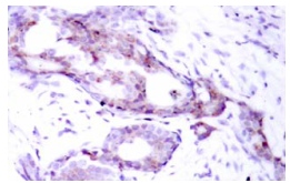 p-c-Myc Antibody (Ser 373)