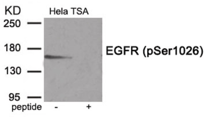 EGFR (phospho Ser1026) Antibody