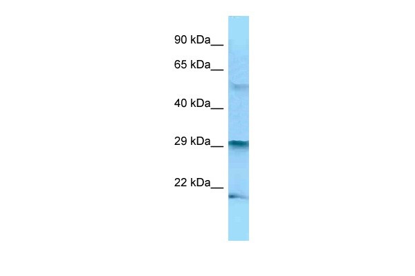 BAK1 antibody - N-terminal region