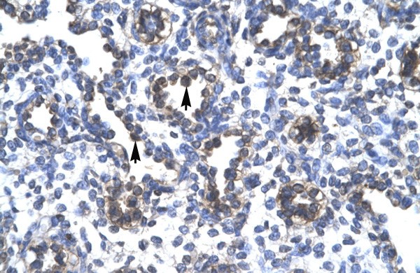 FOXA3 antibody
