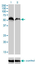 NRF1 Antibody (monoclonal) (M01)