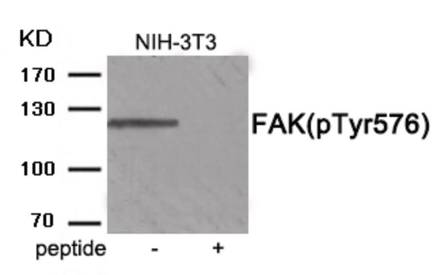 FAK (phospho Tyr576) Antibody