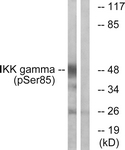 IKK-gamma (Phospho-Ser85) antibody