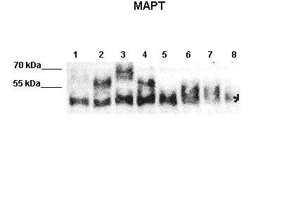 MAPT Antibody