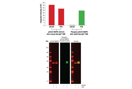 Anti-rabbit IgG (H+L) (DyLight™ 800 4X PEG Conjugate)