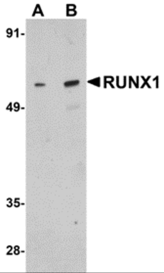 RUNX1 Antibody