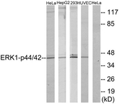 p44/42 MAP Kinase antibody