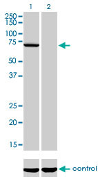 MPP3 Antibody (monoclonal) (M01)