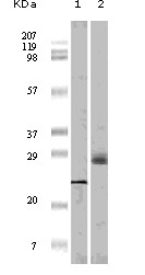 4E-BP1 Antibody