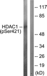 HDAC1 (Phospho-Ser421) antibody