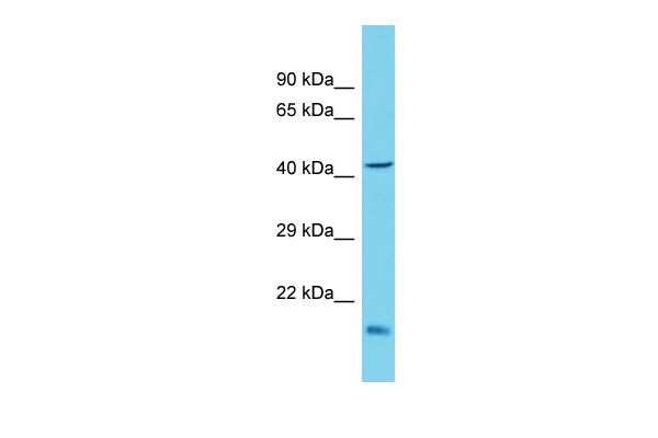 Bax Antibody - middle region