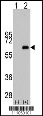 MYC Antibody (S373)