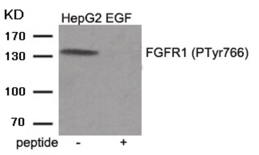 FGFR1 (phospho Tyr766) Antibody