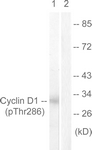 Cyclin D1 (Phospho-Thr286) antibody