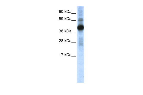 CREB1 antibody - N-terminal region