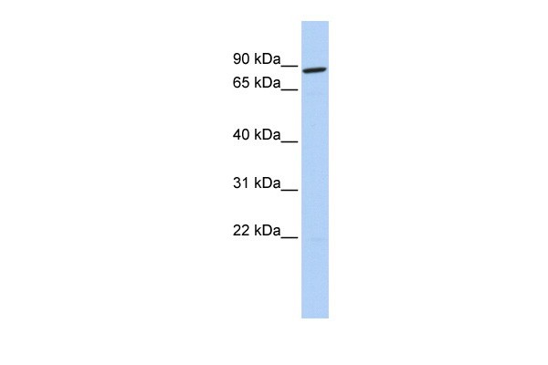 FOXP4 antibody
