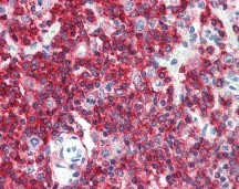 CD45RA Antibody, Monoclonal