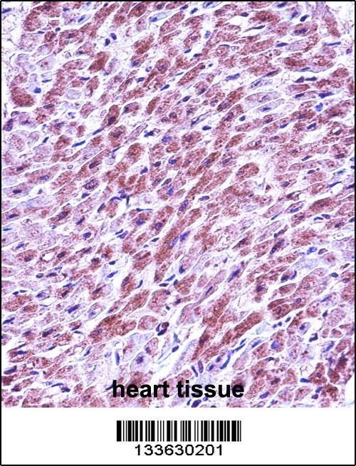 SMAD3 Antibody