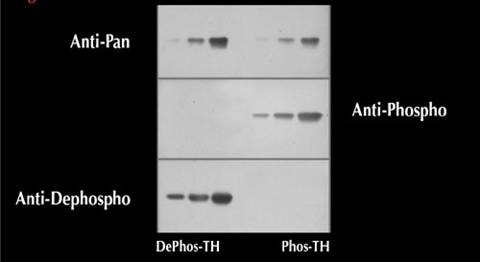 Tyrosine Hydroxylase (phospho Ser40) Antibody
