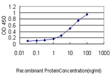 MS4A12 Antibody (monoclonal) (M01)