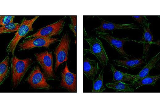 Anti-mouse IgG (H+L), F(ab') 2 Fragment (Alexa Fluor ® 555 Conjugate)